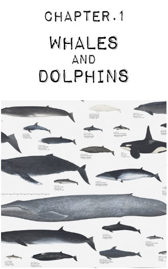 Whales And Dolphins 国立科学博物館コラボ壁紙 サンゲツ