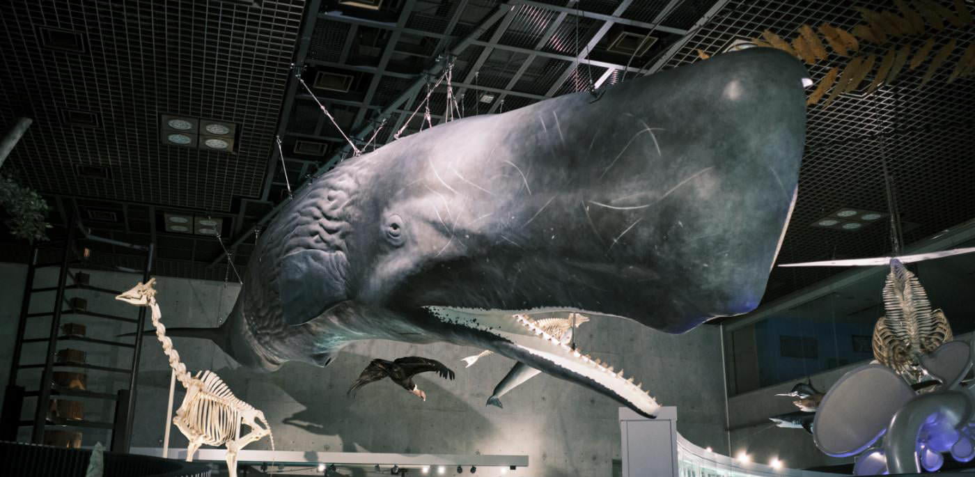 Whales And Dolphins 国立科学博物館コラボ壁紙 サンゲツ